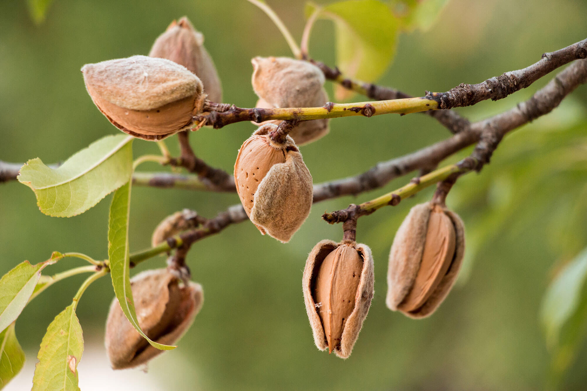 Profiling almond sector sustainability efforts