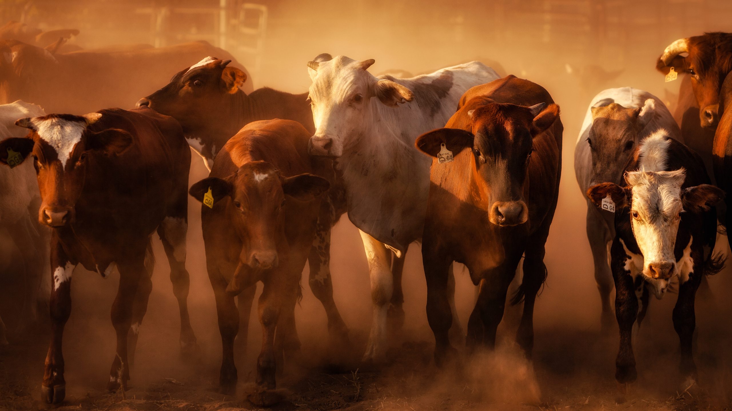 Driving success in Australia’s agribusiness sector